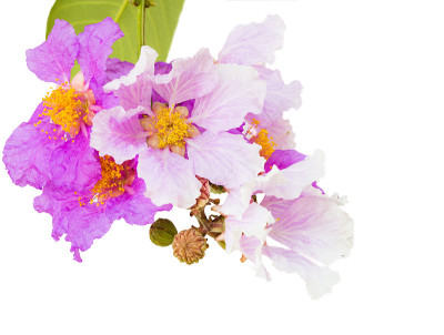花序花