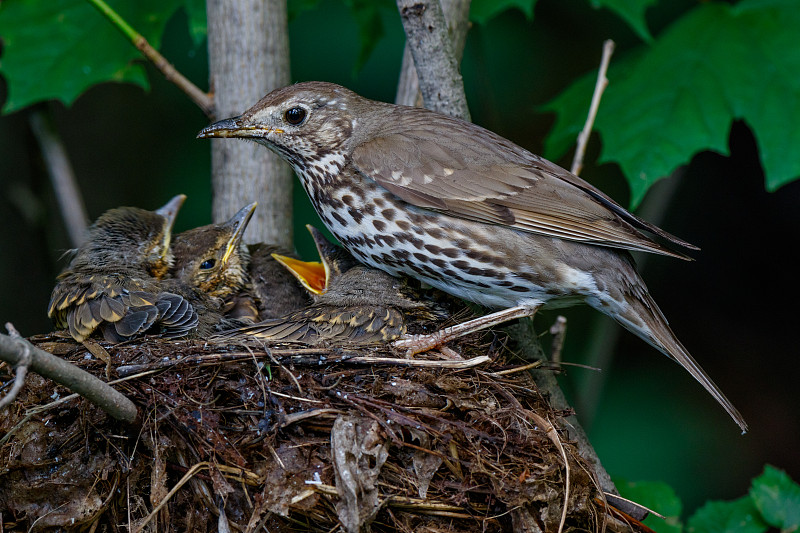 歌曲《Thrush》(Turdus philomelos)。