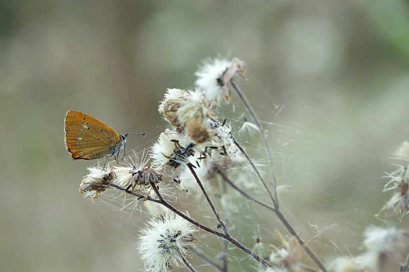 铜稀缺，黄花Lycaena virgaureae栖息在蔓生植物上