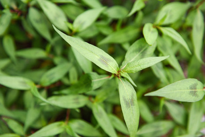 Vietnamese mint in the garden - Vietnamese Coriand