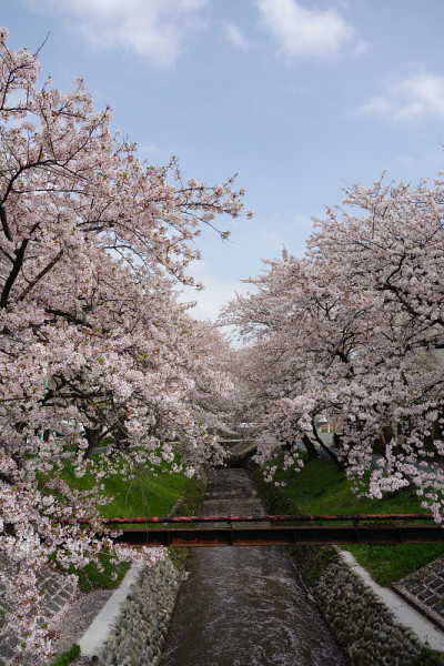 樱花公园