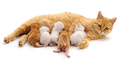 猫和小猫。
