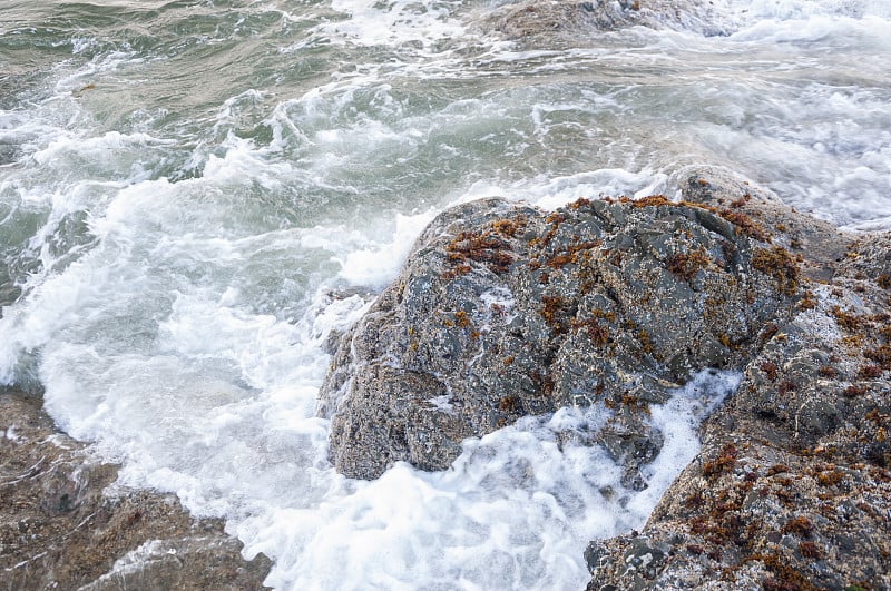 在拉普什海滩地区，水沫和被海藻覆盖的石头