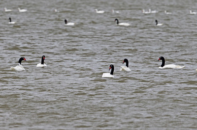黑颈天鹅(Cygnus melancoryphus)