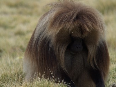 埃塞俄比亚，狮尾狒(Theropithecus Gelada)的肖像俯视着吃草。