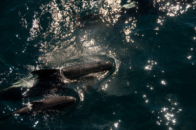 Long-finned Pilot Whales