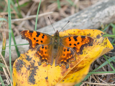 分段(Polygonia c-相册)