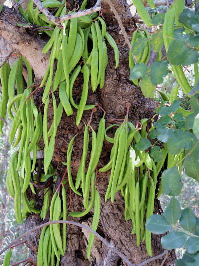常绿角豆树