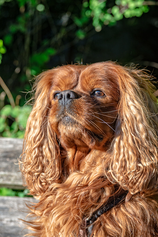 棕色红宝石骑士查尔斯王猎犬