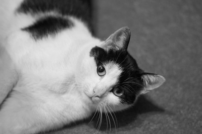 家猫看