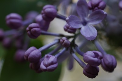 淡紫色的花