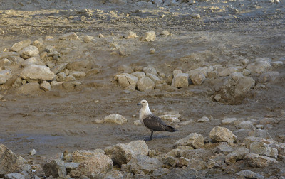 Skua -独行侠