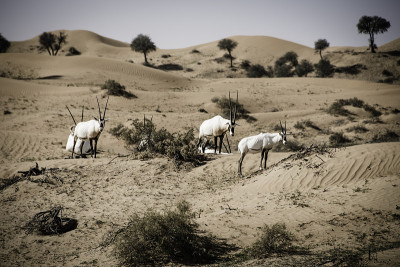 大羚羊“Oryx