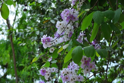 柬埔寨美丽的花朵