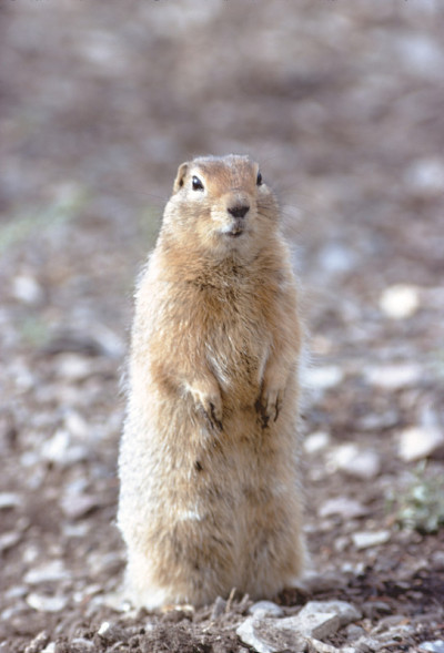 金毛地松鼠(callospermoophilus Lateralis)