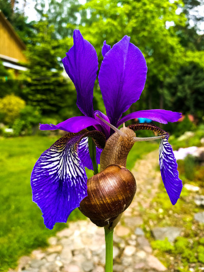 紫色蝴蝶花上的蜗牛