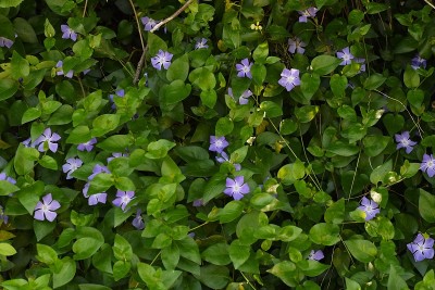 长春花大花。