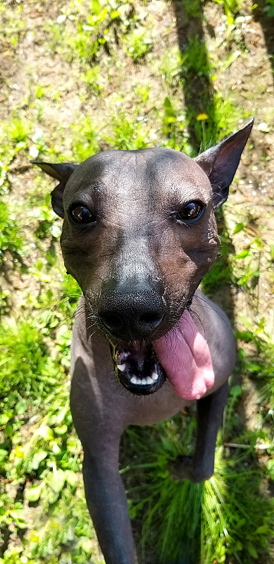 Xoloitzcuintle(墨西哥无毛狗)肖像特写自然模糊的背景