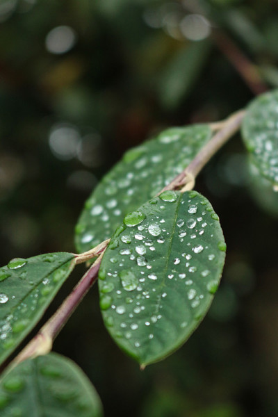 树叶与雨滴