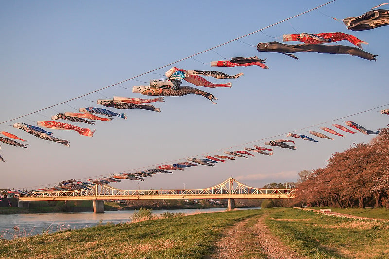 4月26日，日本东北部岩手市北上市天正池公园，大风中，鲤鱼飘过北上河，远处是三五桥。