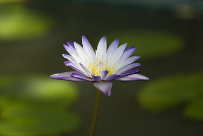 莲花