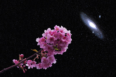 樱花和仙女座菌株