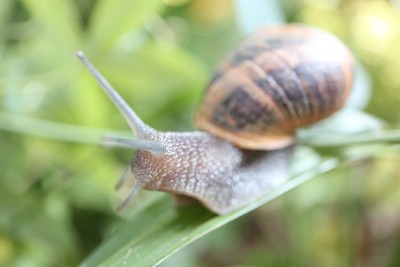 蜗牛