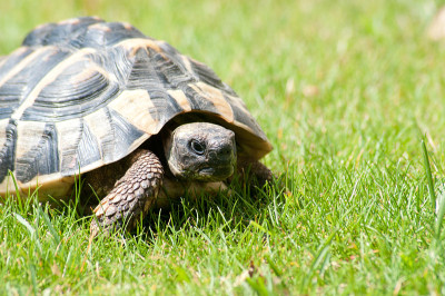 Testudo Hermanni turtle先生