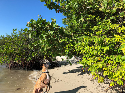 拳师犬在海滩上跳跃