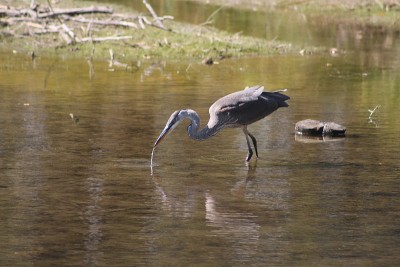 Blue Heron