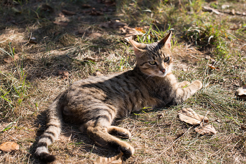 小猫躺在陆地上休息，看着摄像机