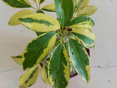 以谢夫勒植物黄色和绿色叶片为重点特写