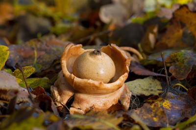成卷的earthstar