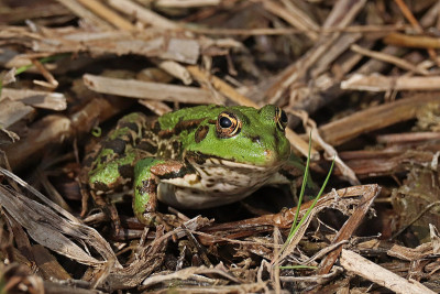普通蛙(Pelophylax kl. esculentus)
