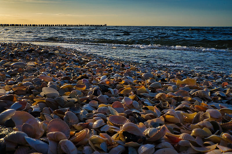 在Zingst的海滩上。贝壳躺在波罗的海前的沙子里