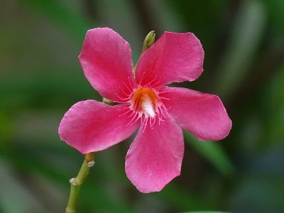 唯一的花