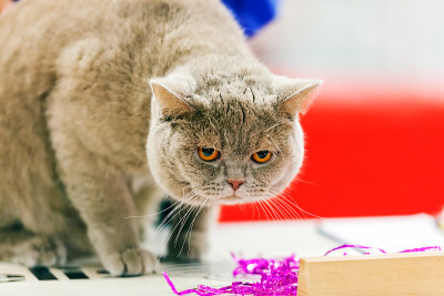 猫