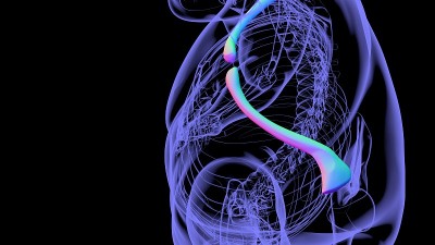 人类骨骼解剖锁骨3D渲染