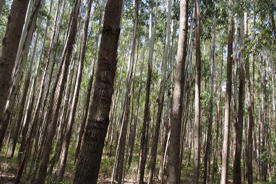 夏威夷大岛，Waipio谷，树木