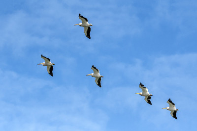 罗萨鹈鹕(pelananus onocrotalus)飞向天空，多瑙河三角洲，罗马尼亚，