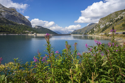 山上的花在湖的背景。Lago Fedaia。白云石山脉。