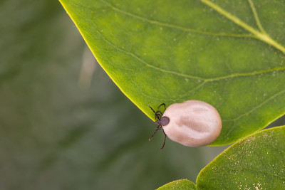 蜱(蓖麻硬蜱)分离于白色上