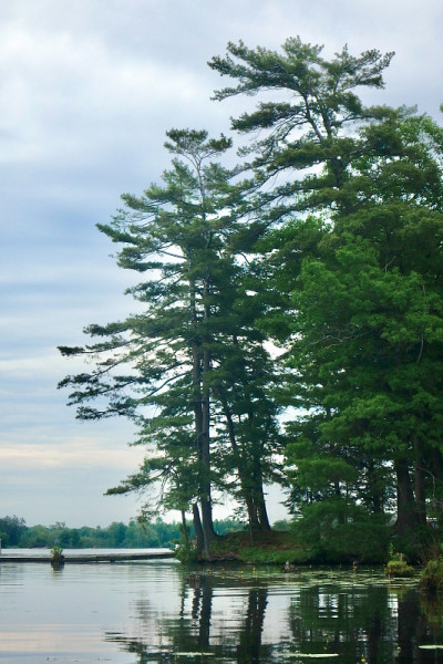 Muskok早晨