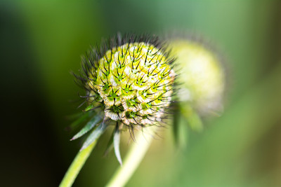 穗花