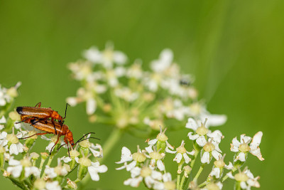 普通的红色战士甲虫(Rhagonycha fulva也被称为Hogweed Bonking beet