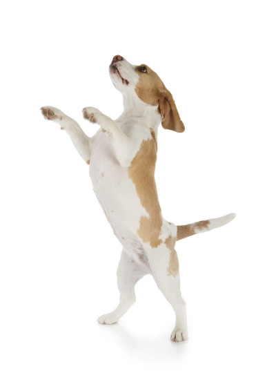 一只跳跃的小猎犬，非常兴奋
