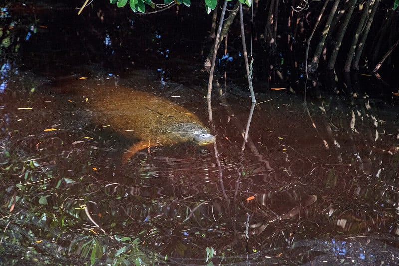 婴儿海牛 trichechus manatus latirostris