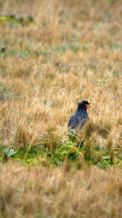 Carunculated caracara