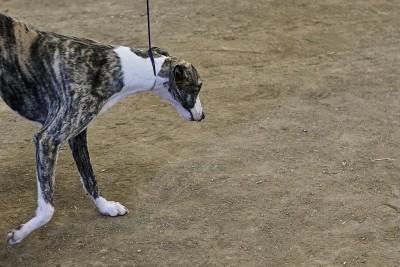 鞭子狗