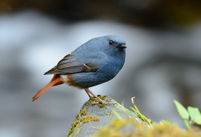 雄性红尾鸲(Rhyacornis fuliginosa)